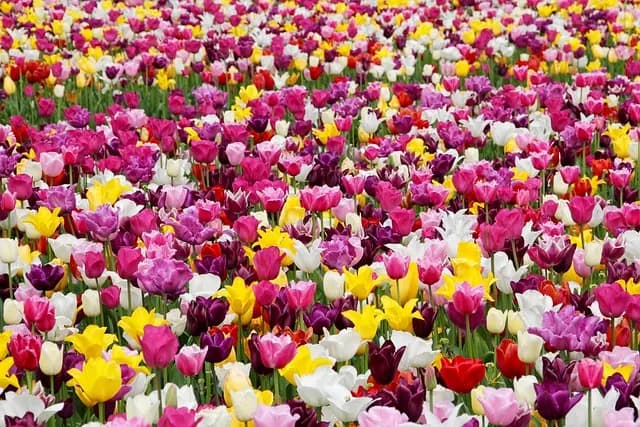 Guide d'achat : Matériel de jardinage accessible
