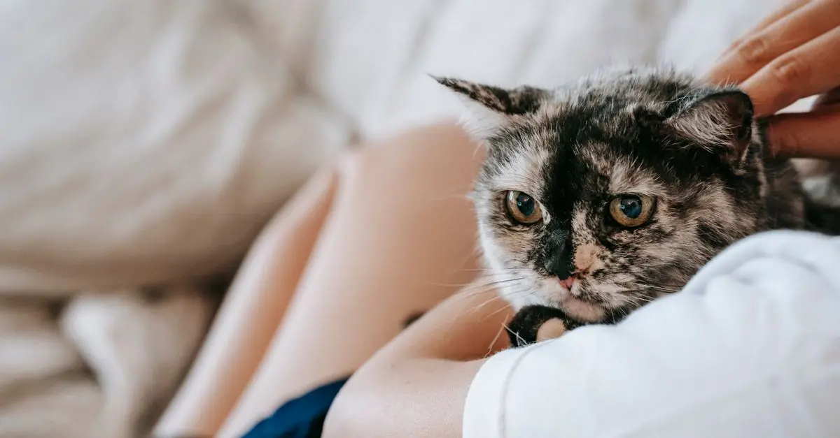 Best Pet Supplies for Cats: Essential Buying Guide