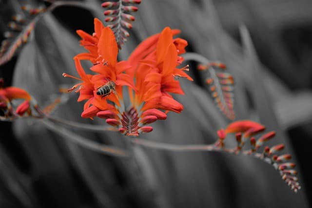 Fleurs pas chères : Guide d'achat et comparatif essentiel